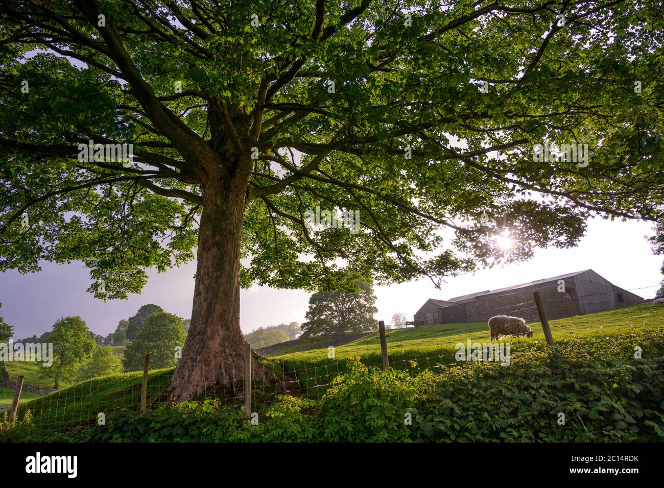 Baum und Schafe, Yorkshire Dales National Park Stockfoto