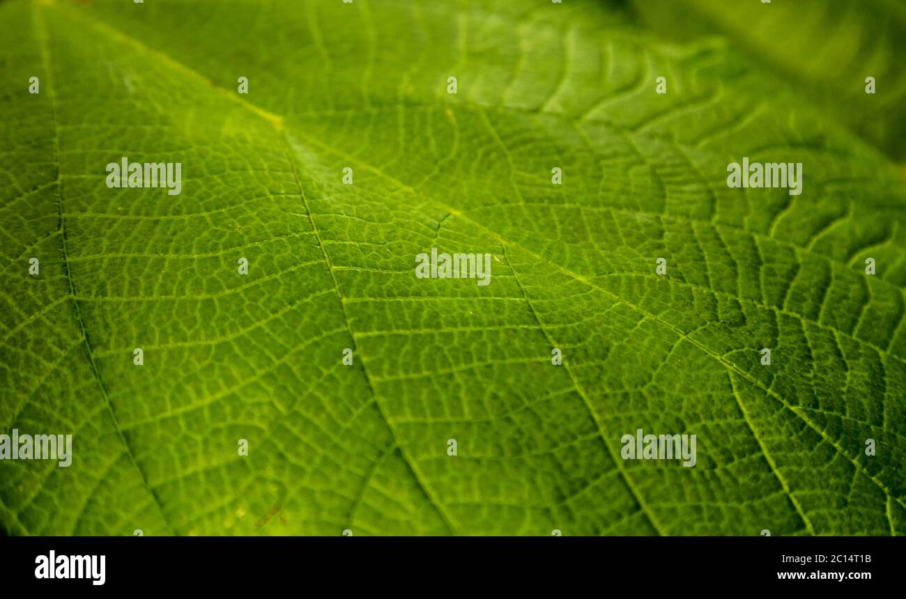 Textur von einem grünen Blatt als Hintergrund Stockfoto