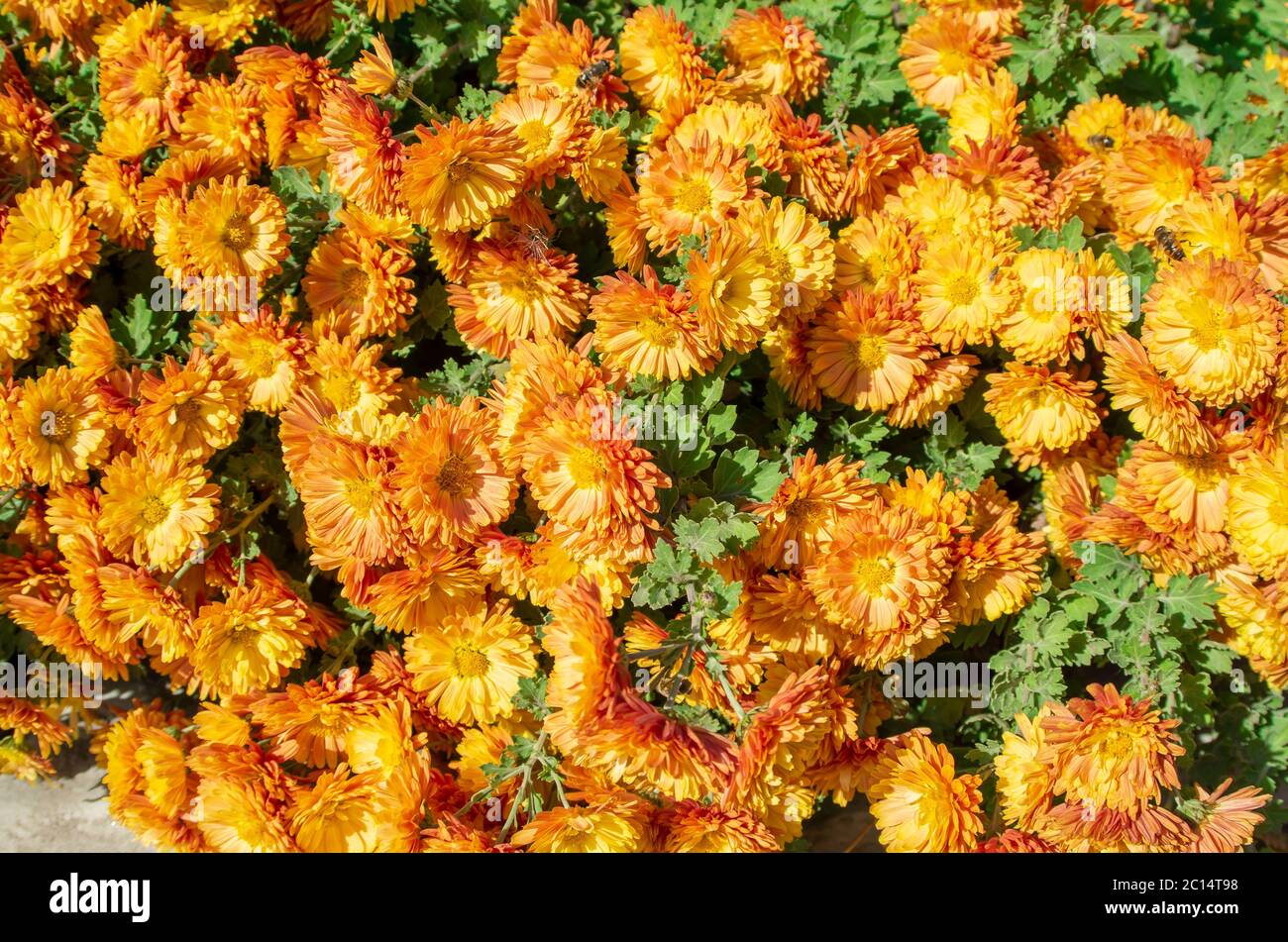 Herbstorange blüht mit Bienen und Insekten an einem sonnigen Tag Nahaufnahme für den Einsatz als Hintergrund. Stockfoto