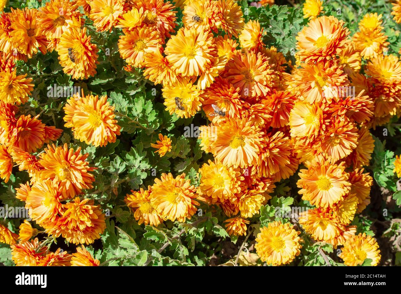 Herbstorange blüht mit Bienen auf Blumen an einem sonnigen Tag Nahaufnahme für den Einsatz als Hintergrund. Stockfoto