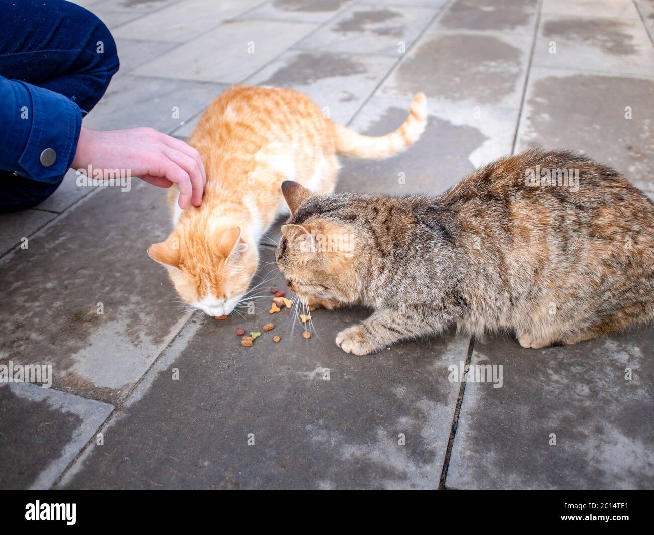 Die Hand eines Teenagers mit Essen und zwei hungrige streunende Katzen auf der Straße essen auf dem Bürgersteig. Stockfoto