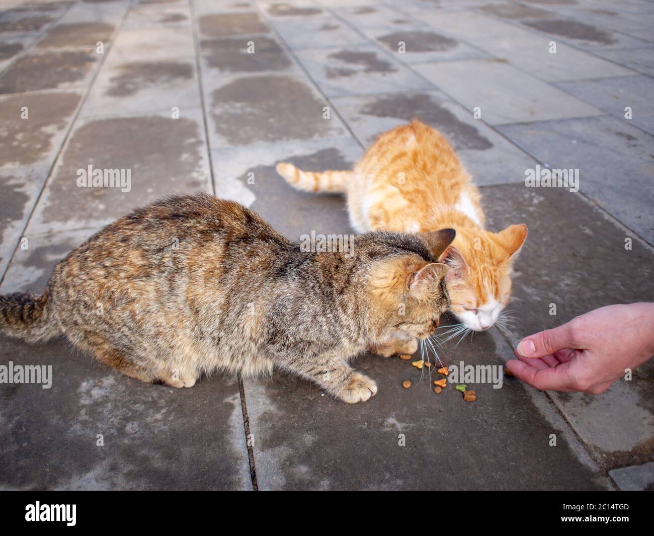 Nahaufnahme eines Teenagers mit Essen und zwei hungrige streunende Katzen auf der Straße essen auf dem Bürgersteig. Stockfoto