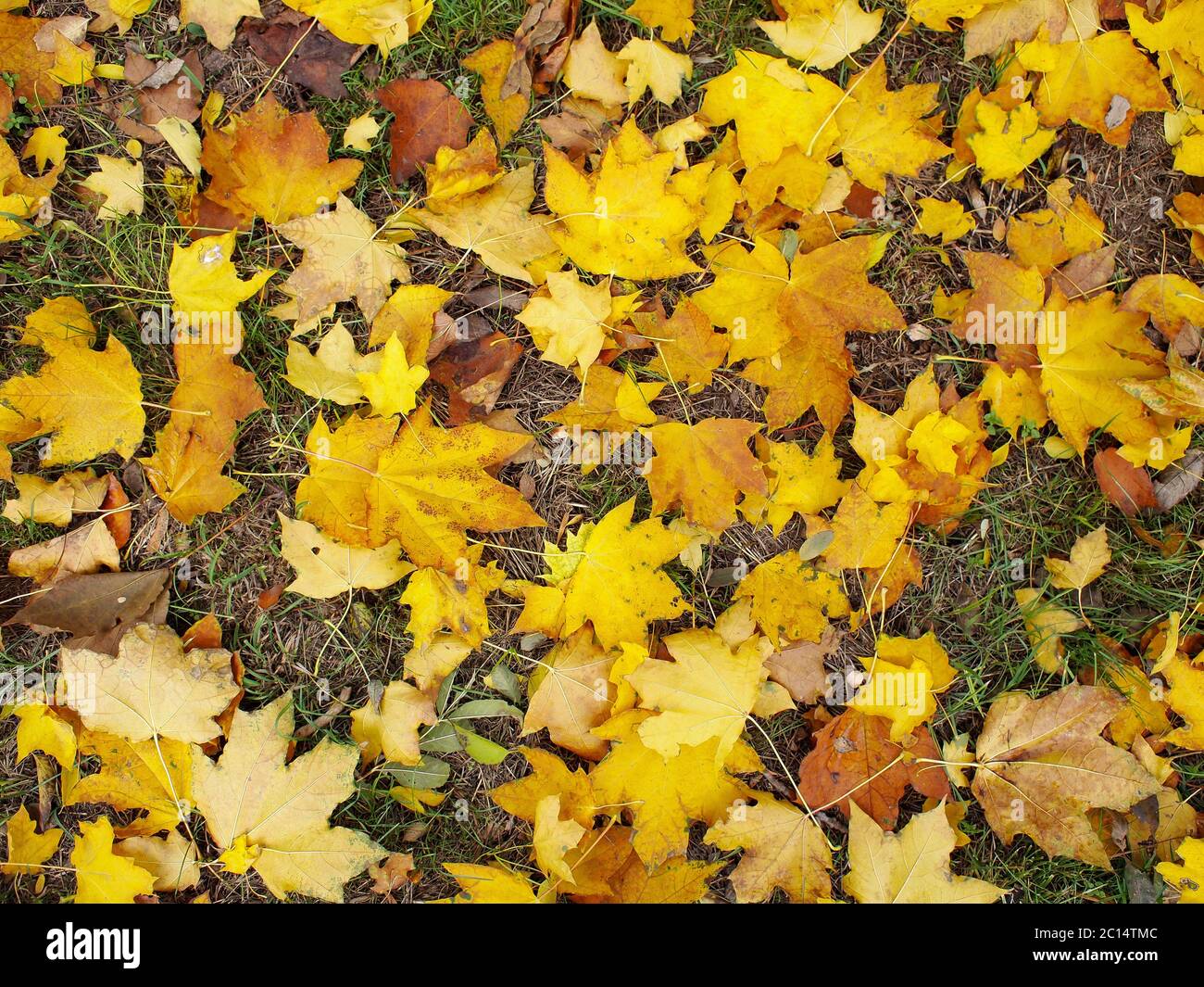 Draufsicht auf gelbe Ahornblätter auf Herbstrasen mit vergilbtem Gras. Stockfoto