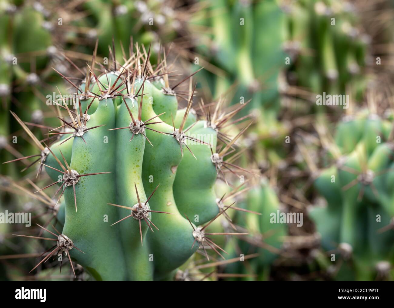 Cereus Hildmannianus Sukkulente Pflanze. Details und selektiver Fokus Stockfoto