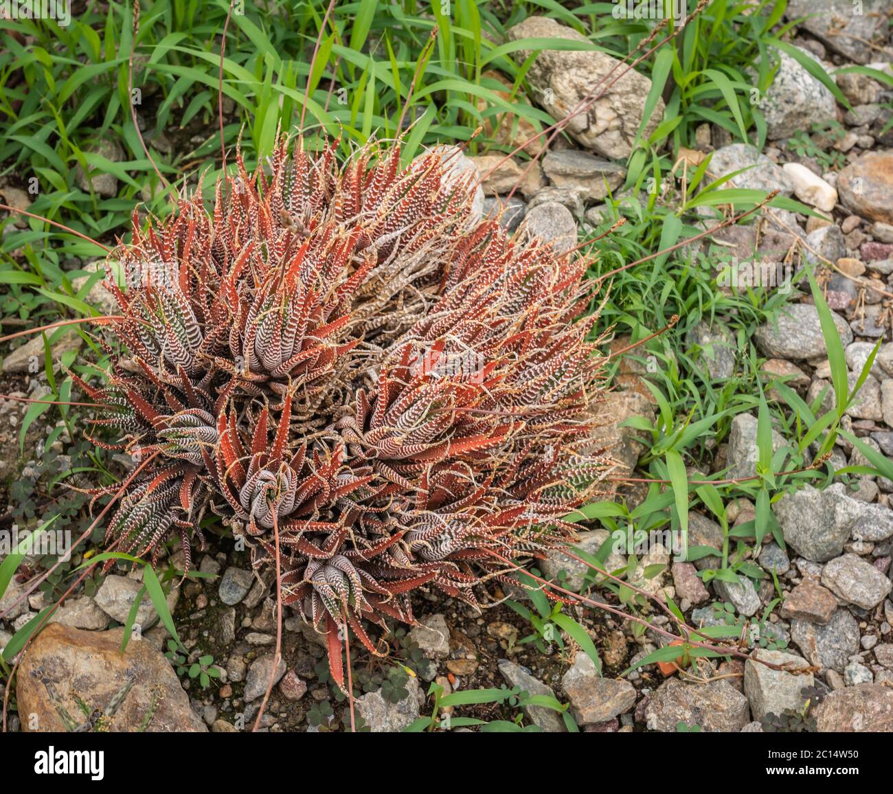 Haworthia fasciata Pflanze: Ist eine niedrig wachsende stark saugende Sukkulente, die überfüllte Cluster bildet Stockfoto