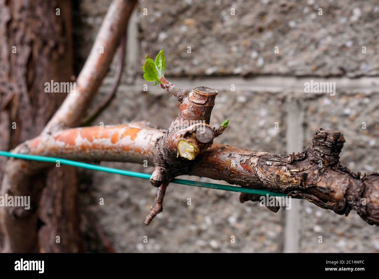 Ast des Apfelbaums. Zugeschnittenes Teil. Grünes Blütenblatt im Frühling. Keine Leute, Gartenarbeit im Frühling. Stockfoto