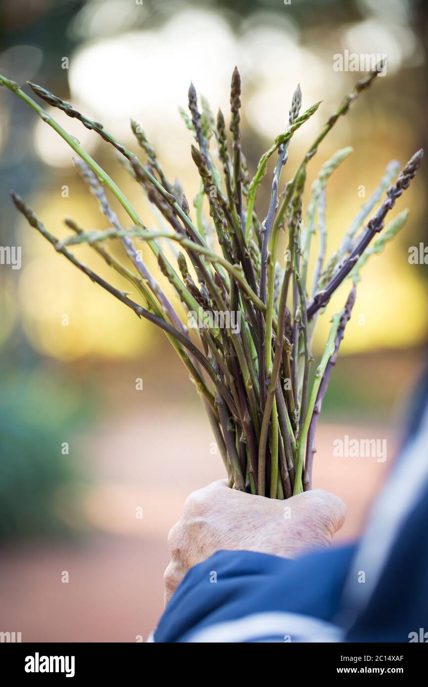 Wilder Spargel Stockfoto