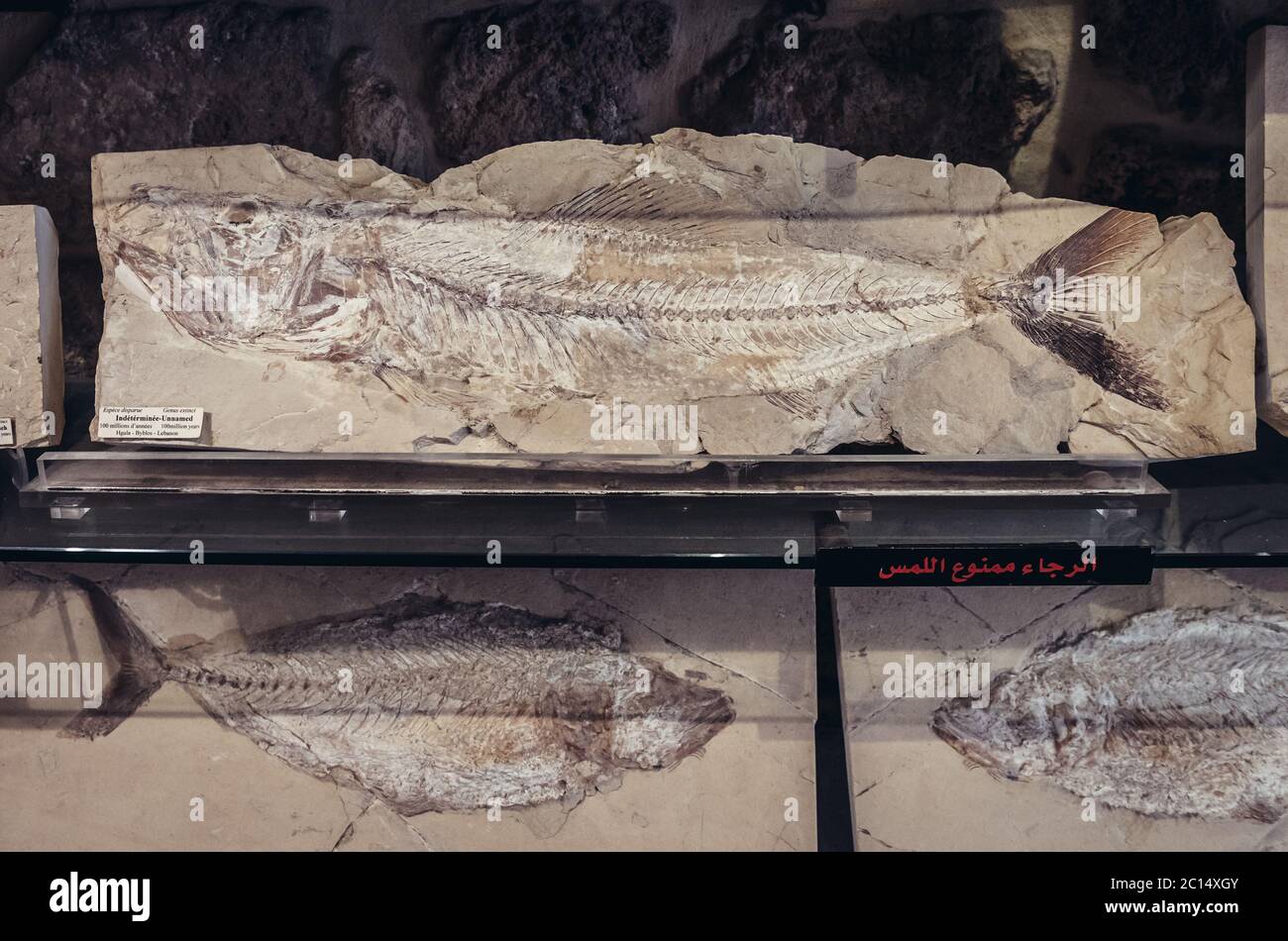 Ausstellung in Erinnerung an die Zeit - Fossilienmuseum und Shop im historischen Teil von Byblos, der größten Stadt im Libanon Governorat Stockfoto