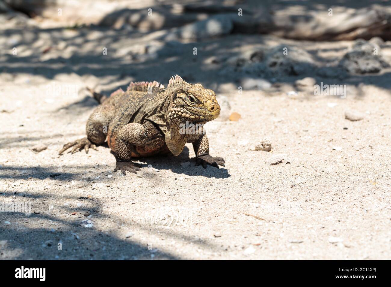 Wild Iguana, Kuba Stockfoto