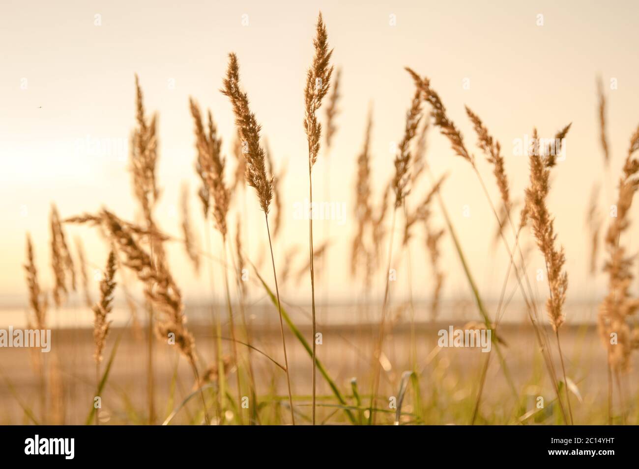 Selektive Weichheit von Strand trockenes Gras, Schilf, Stiele weht in den Wind bei goldenen Sonnenuntergang Licht, horizontal, verschwommenes Meer auf dem Hintergrund, kopieren Raum. Stockfoto