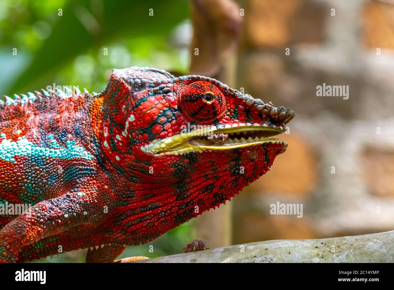 Ein buntes Chamäleon auf einer Zweigstelle in einem Nationalpark auf der Insel Madagaskar Stockfoto