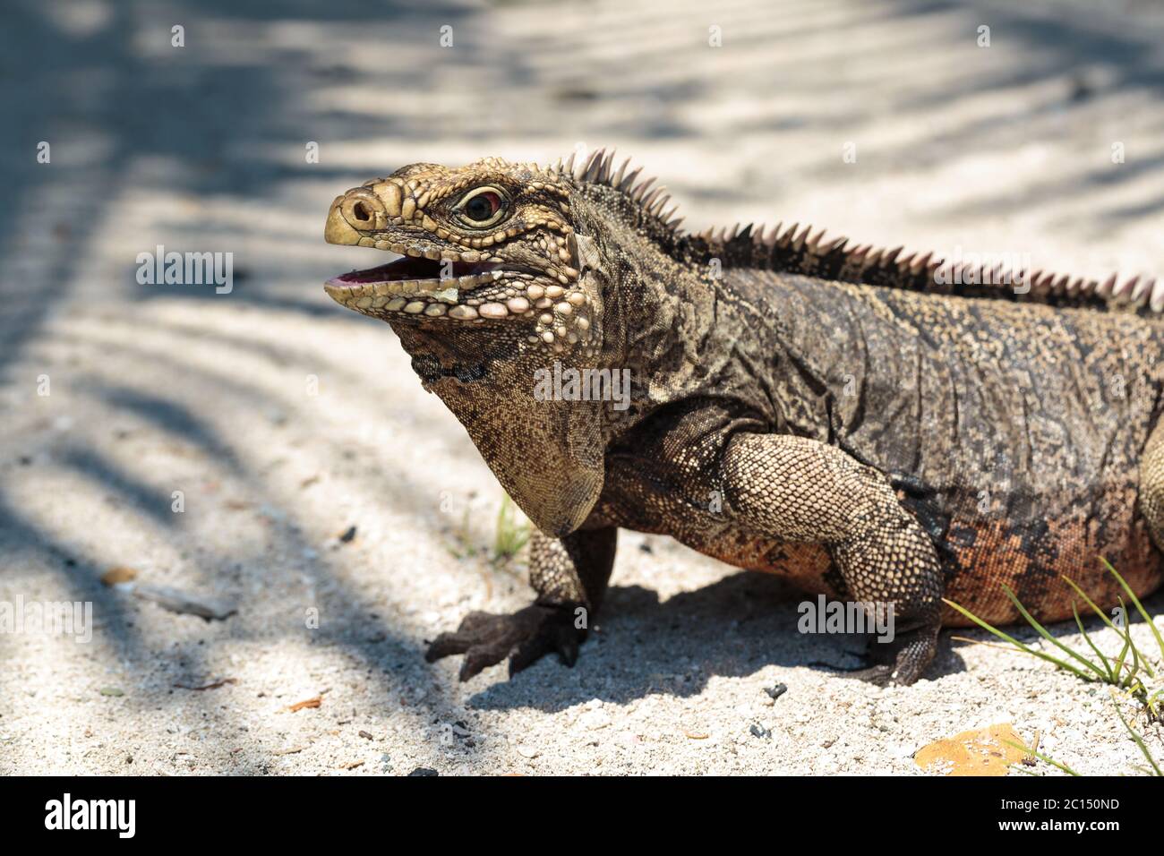 Wild Iguana, Kuba Stockfoto