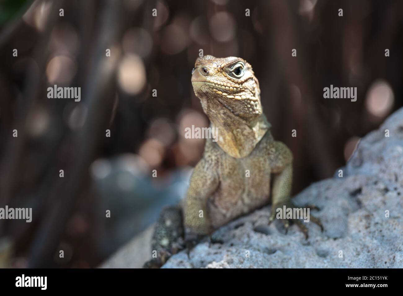 Wild Iguana, Kuba Stockfoto