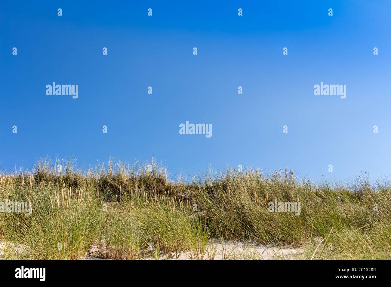 Strand und Dünen mit Strandgras im Sommer an der Ostsee, Deutschland Stockfoto