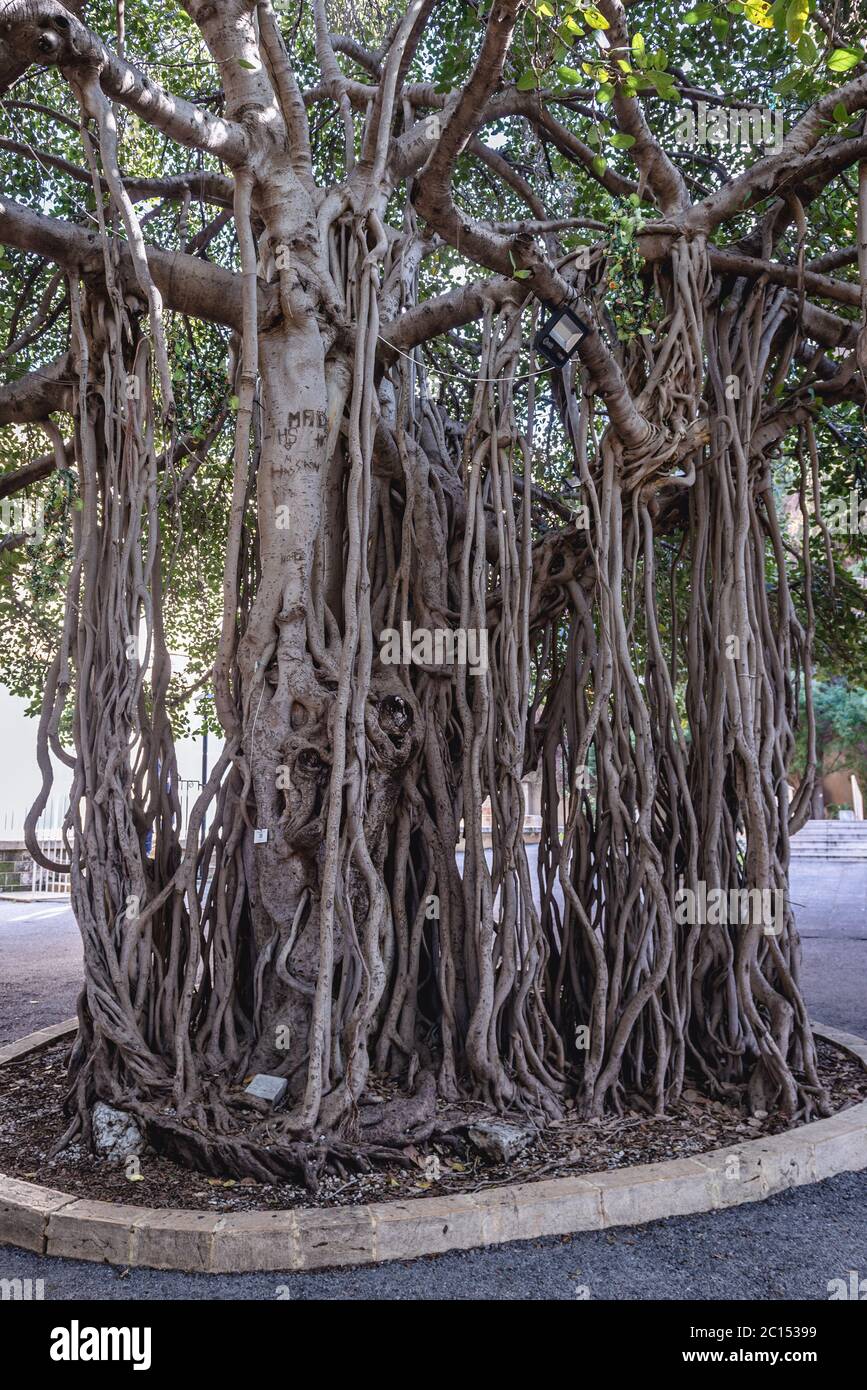 Branchy Banyan Tree auf dem Campus der American University of Beirut in Beirut, Libanon Stockfoto