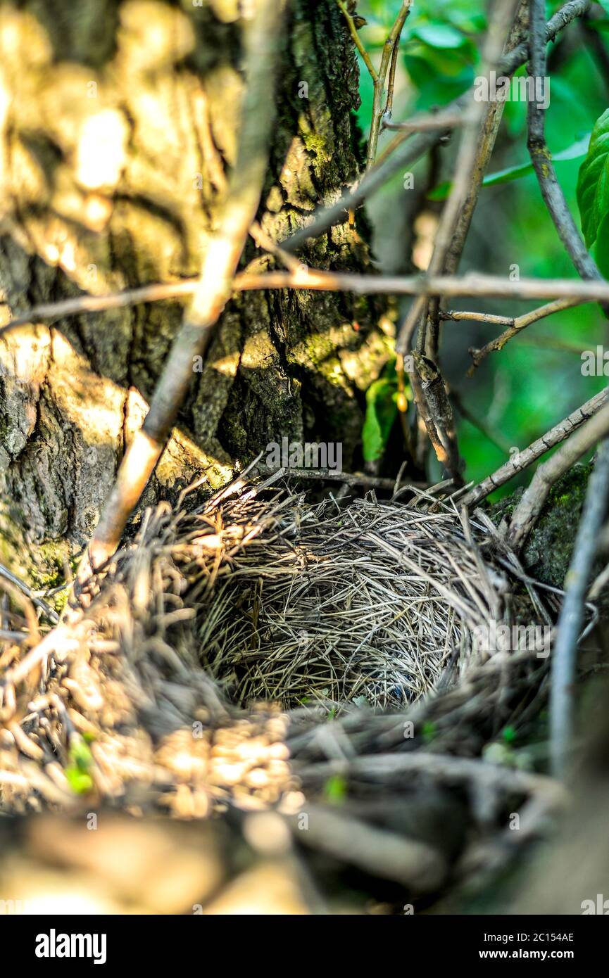 Schließen Sie leere Vögel Nest im Baum Stockfoto