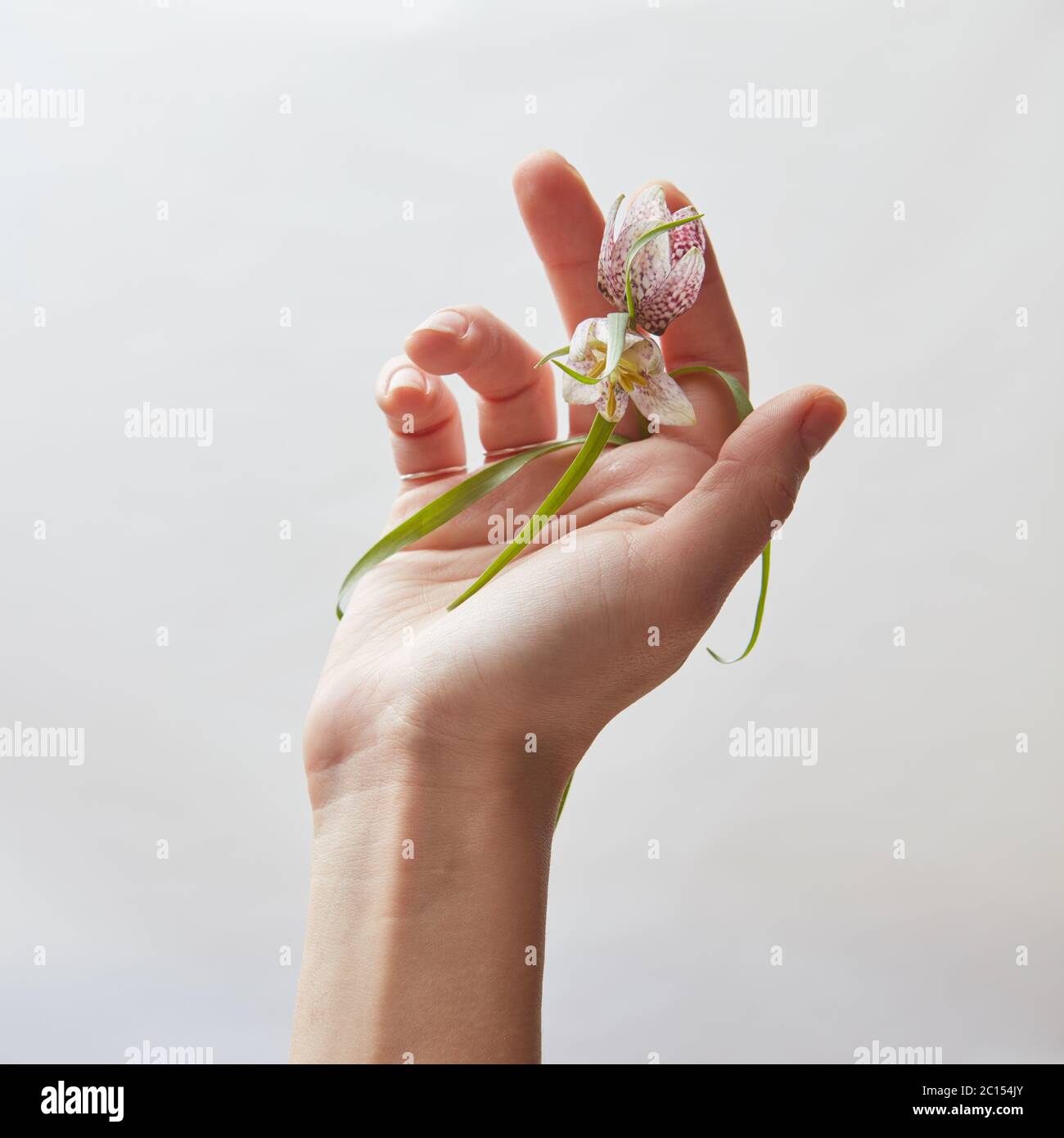 Hand mit Blume über weiß Stockfoto