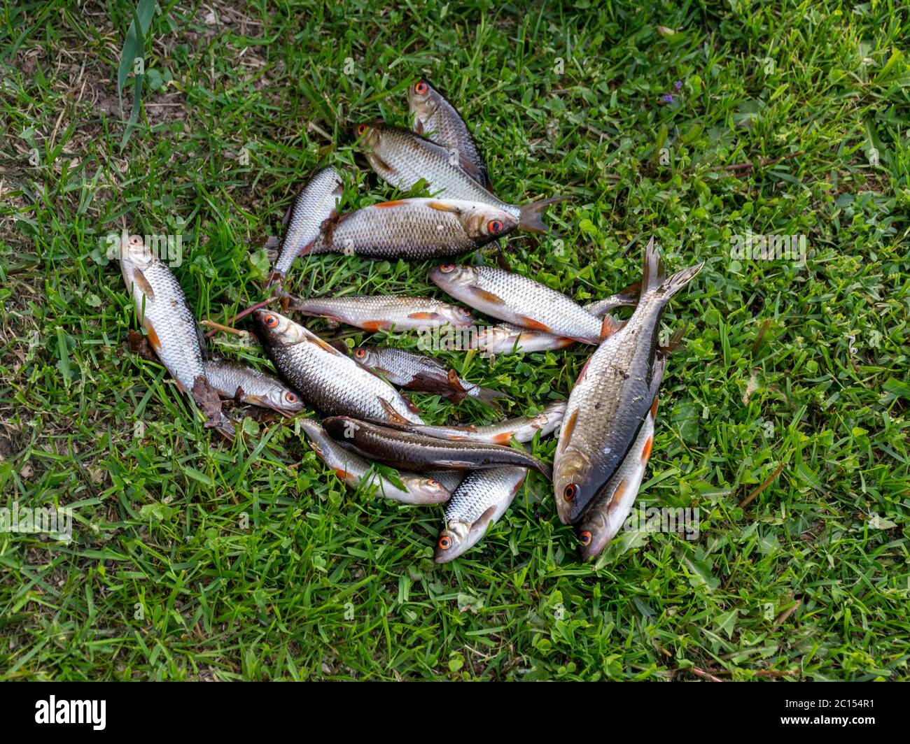 Bild mit Fänger grünes Gras, Fisch in verschiedenen Größen Stockfoto