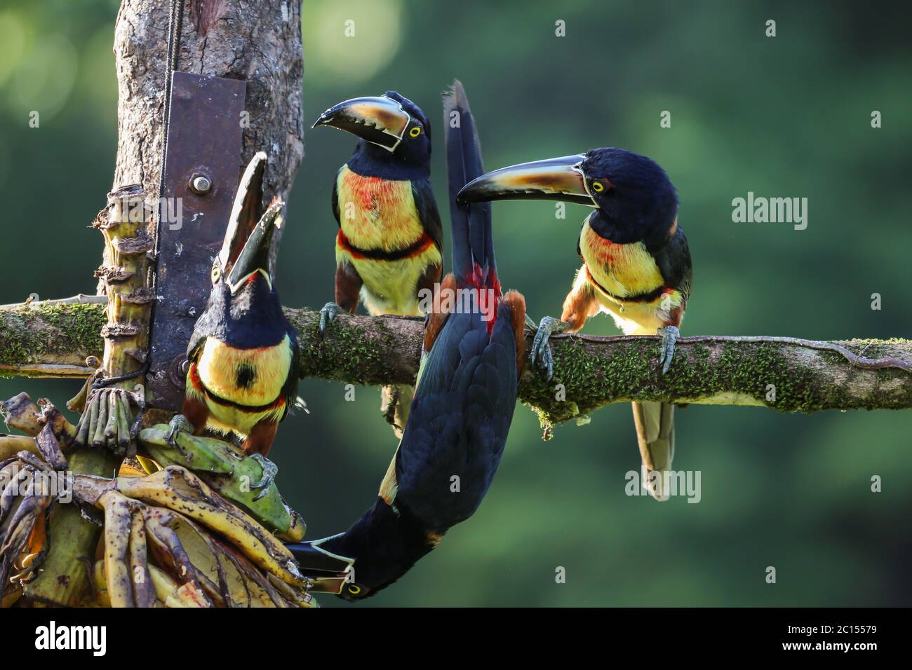 Gruppe von Colmared Aracaris auf einer Zweigstelle in Costa Rica Stockfoto