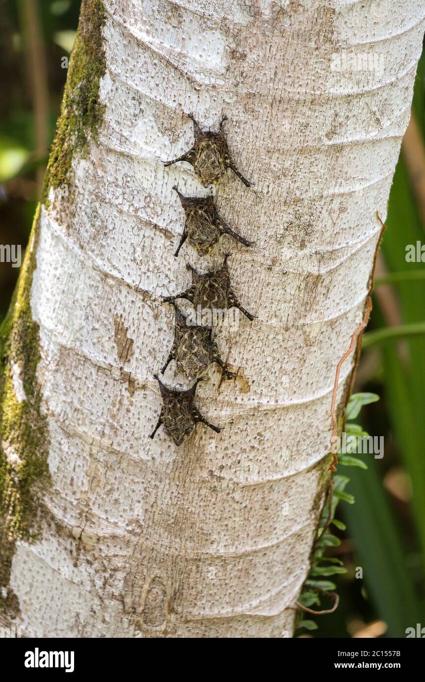 Gruppe von langnasigen Fledermäusen auf einem Baumstamm in Costa Rica Stockfoto