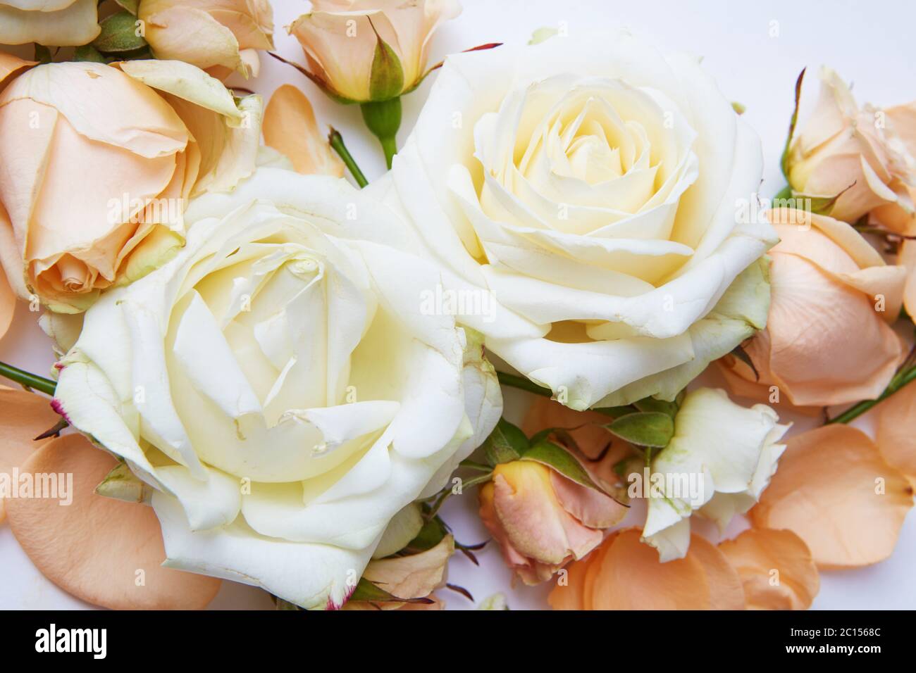 Orange-weiße Blumen Stockfoto