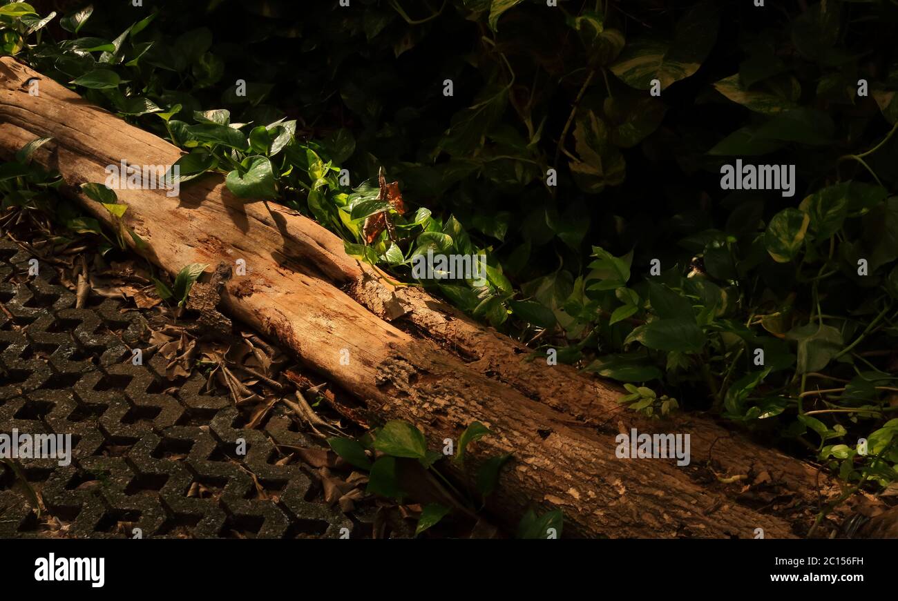 Teil des abgefallenen toten Holzes, der auf der goldenen Pothos-Pflanze (wissenschaftlicher Name eipremnum aureum) neben dem Gehweg im Garten mit Morgensonne liegt, Stockfoto