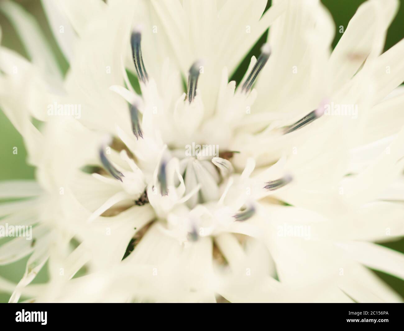 Abstrakte Makroaufnahme der schönen weißen Flockenblume Blüte.  Blumenkarte mit selektiver Weichzeichner, geringe Schärfentiefe. Stockfoto