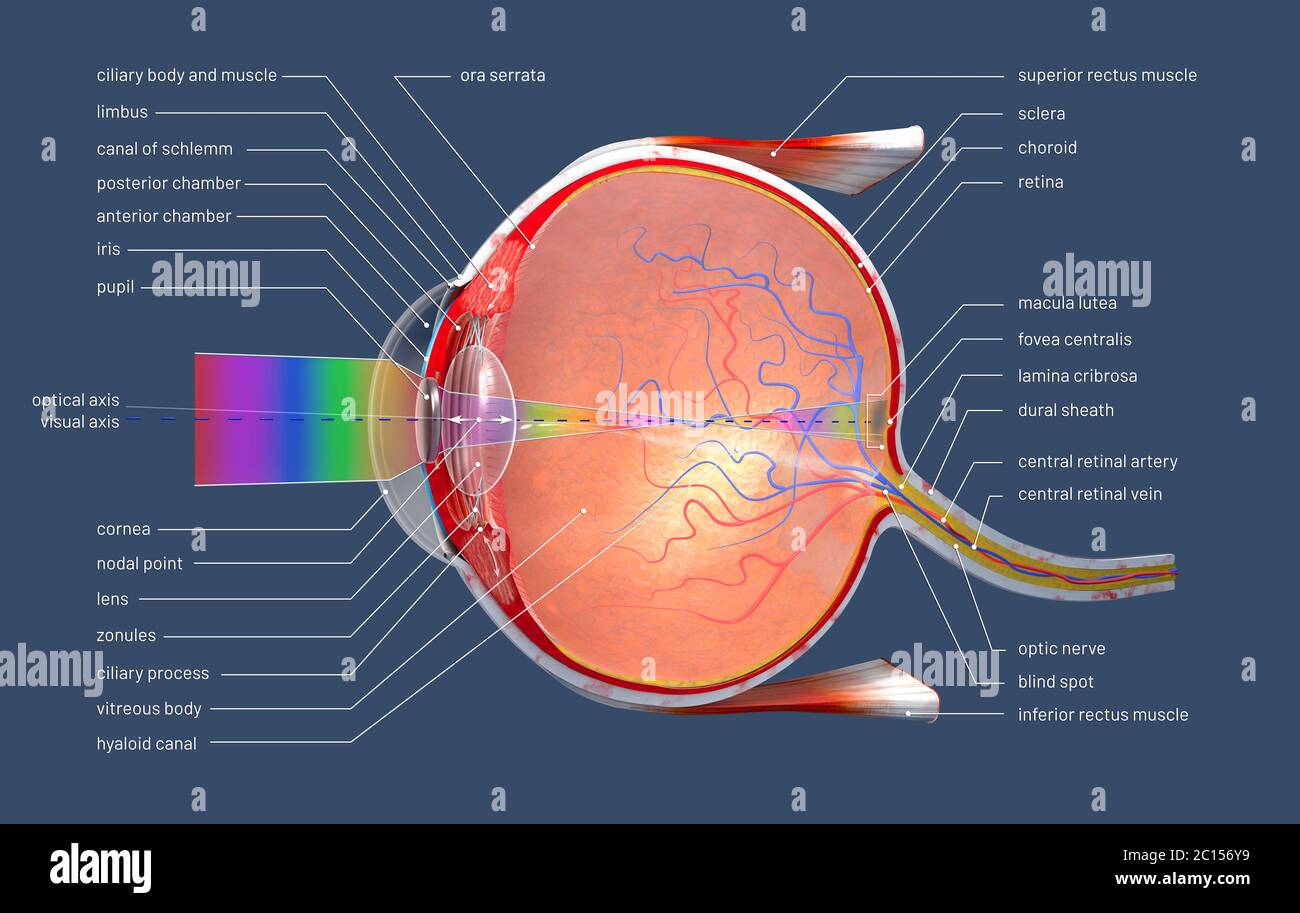 Auge Im Querschnitt