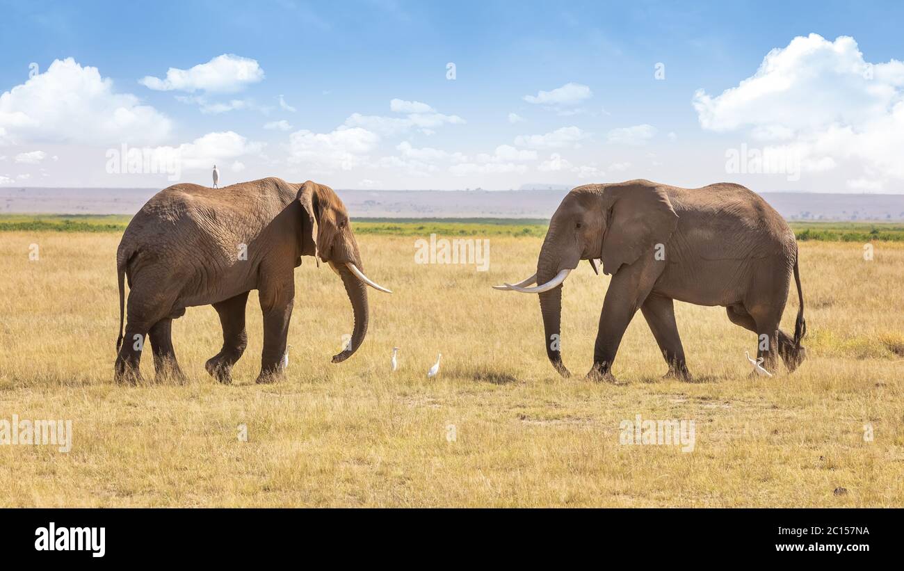 Afrikanische Elefanten, Loxodonta africana, die sich im Amboseli National Park, Kenia, entgegengehen. Reiher sind auf dem Boden, und einer ist auf Th thront Stockfoto