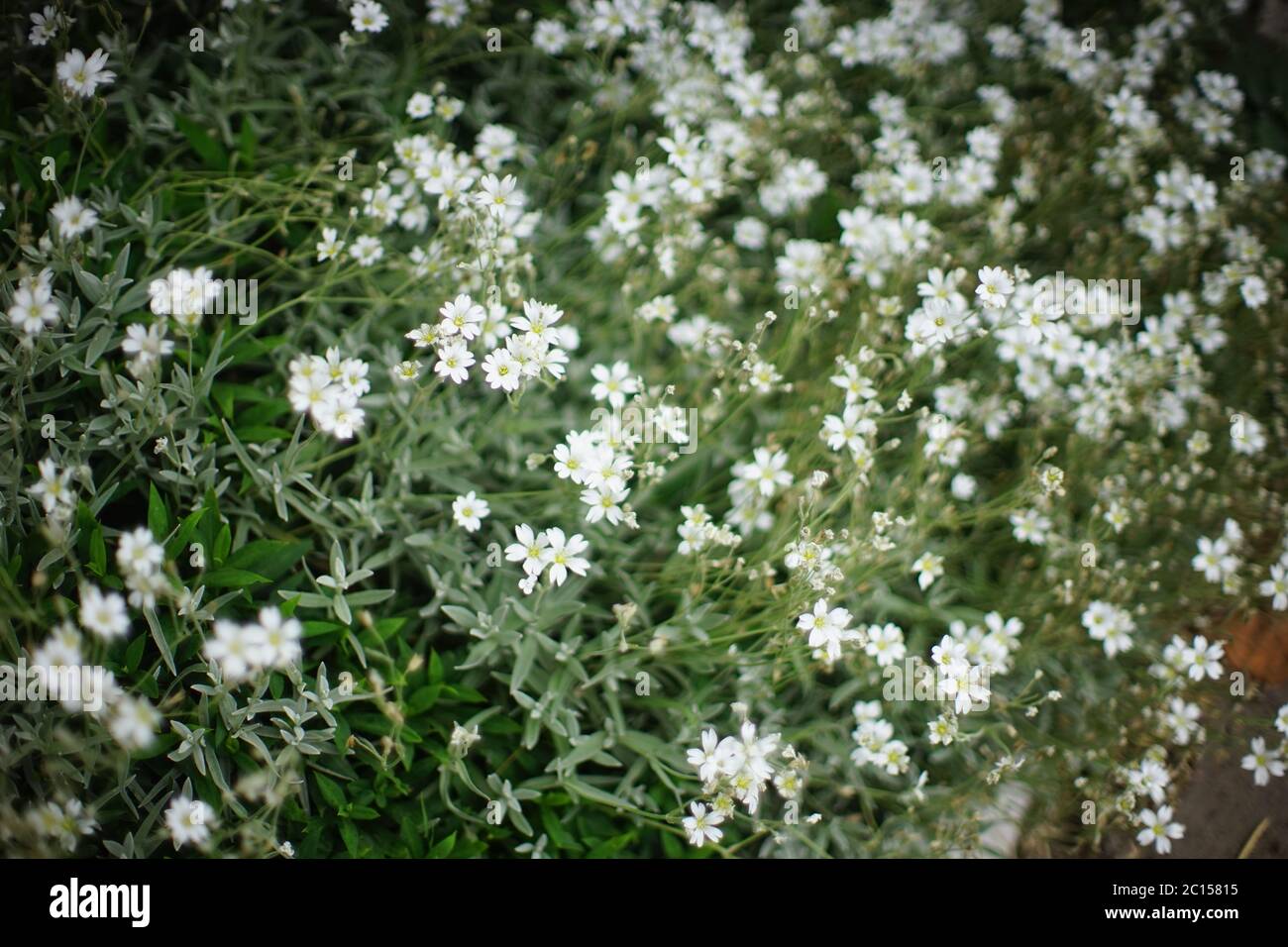Viele kleine weiße Blumen wachsen im Sommergarten. Stockfoto