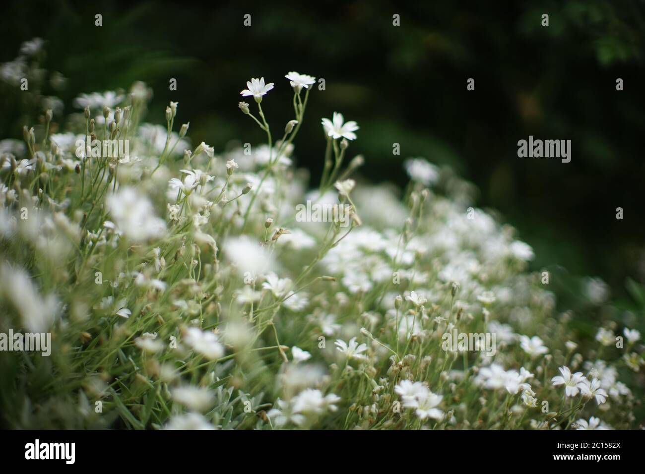 Gartenblumen Gypsophila kriechend weiß Nahaufziehen Busch. Stockfoto