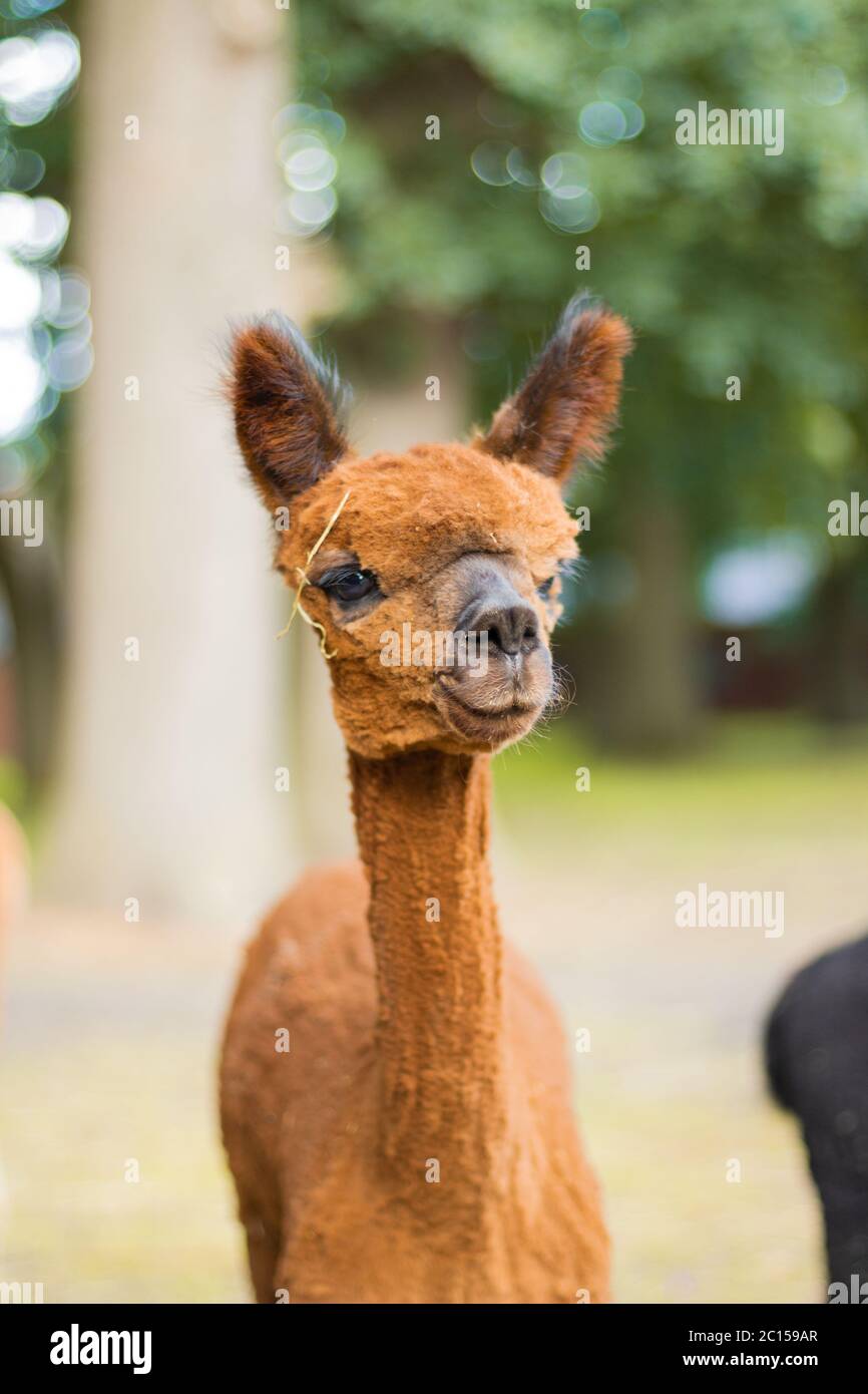 Braune Alpaka-Porträt Stockfoto