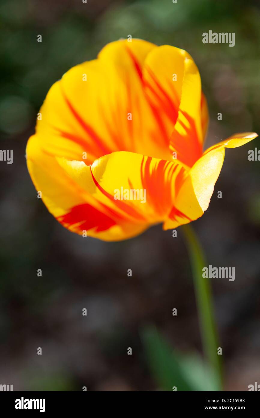 Tulpe mit rot-gelben Blütenblättern Stockfoto