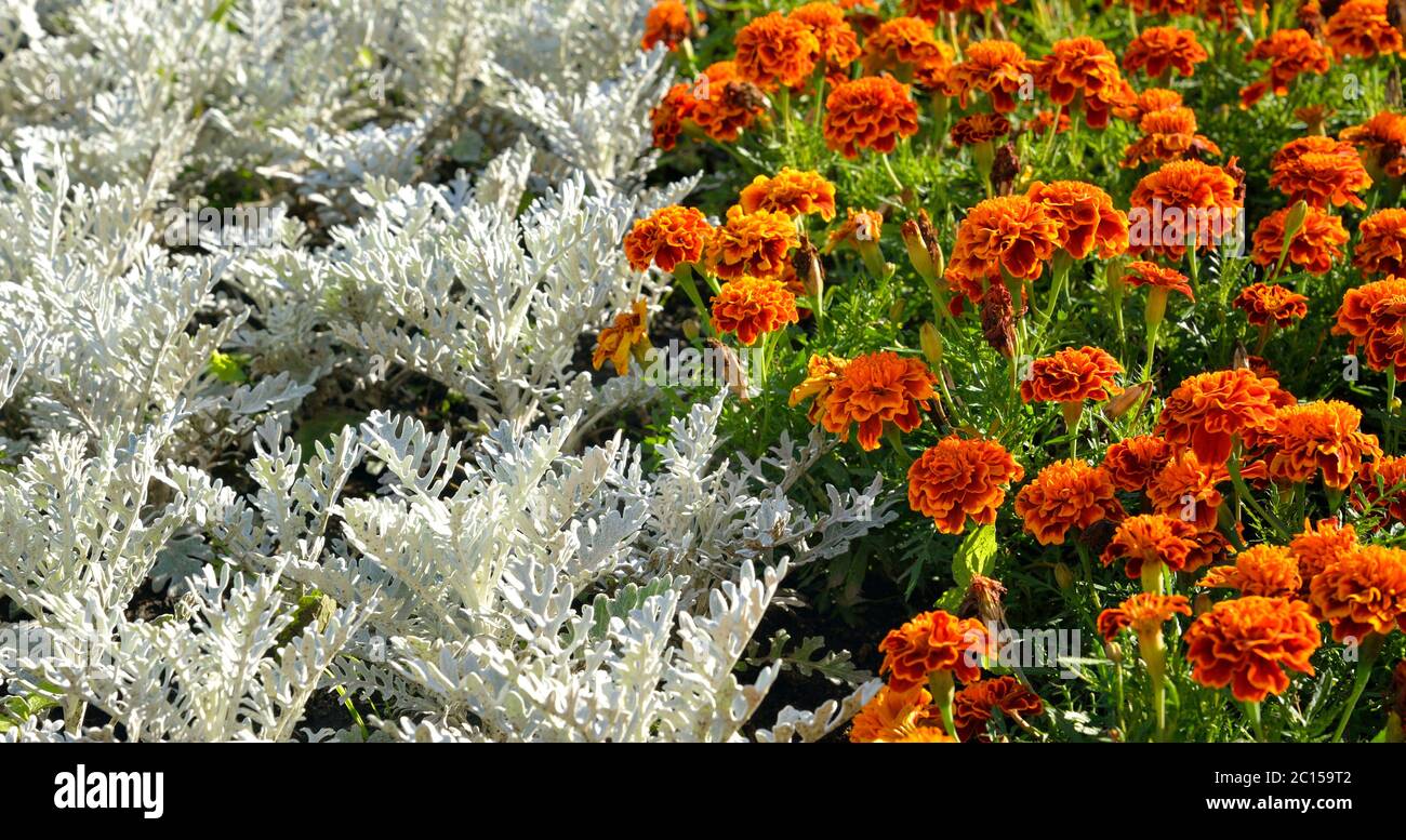 Orange und weiße Blumen Hintergrund. Stockfoto