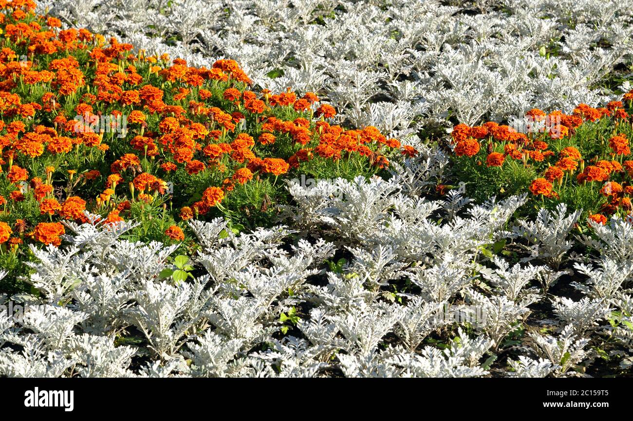Orange und weiße Blumen Hintergrund. Stockfoto