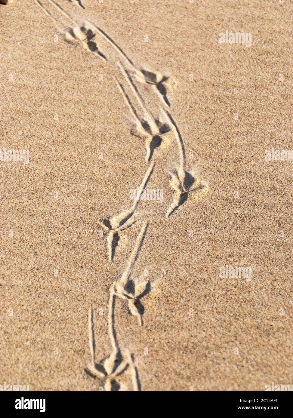 Vogel Fußabdruck im Sand, Sand Texturen, Sand Strand Hintergrund. Stockfoto