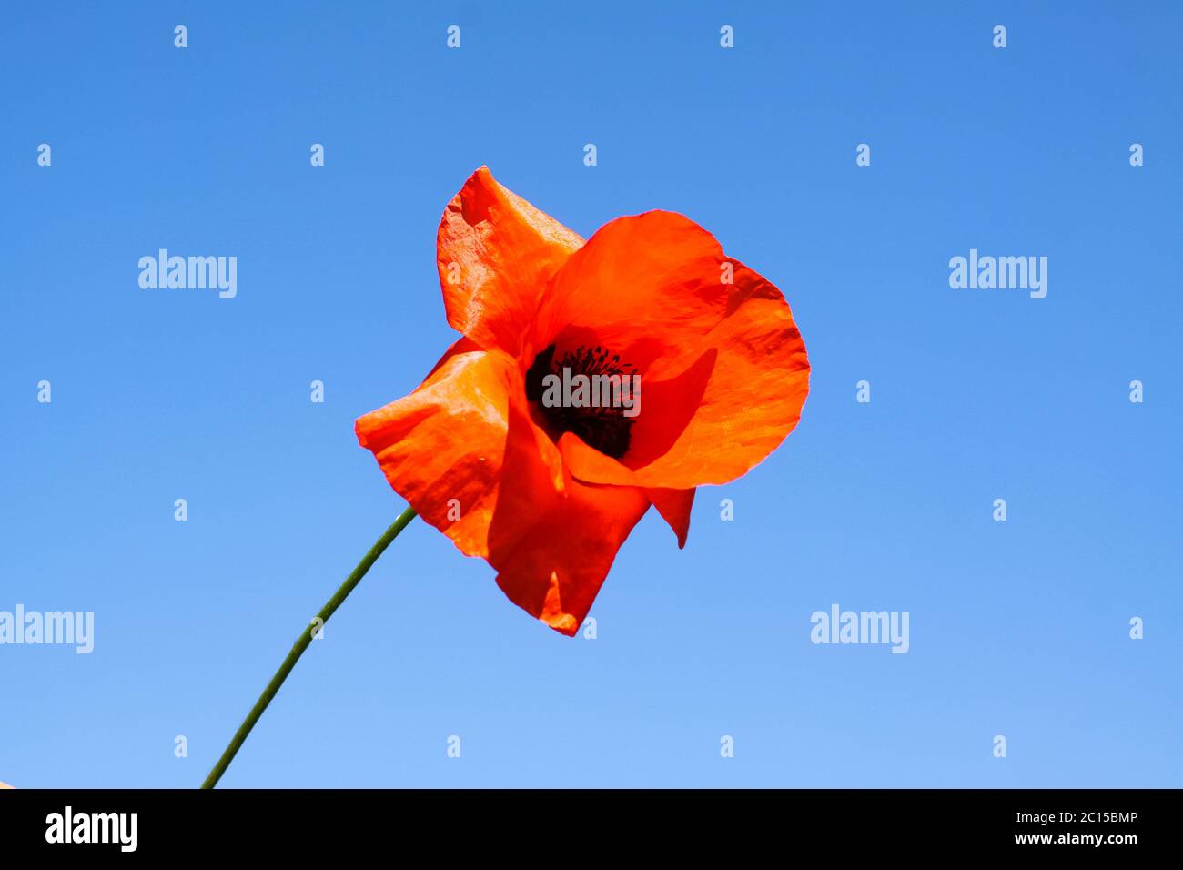 MakroNahaufnahme von isolierten roten Maismohnblumen (papaver Rhoeas) mit Papierblättern gegen blauen Himmel Stockfoto