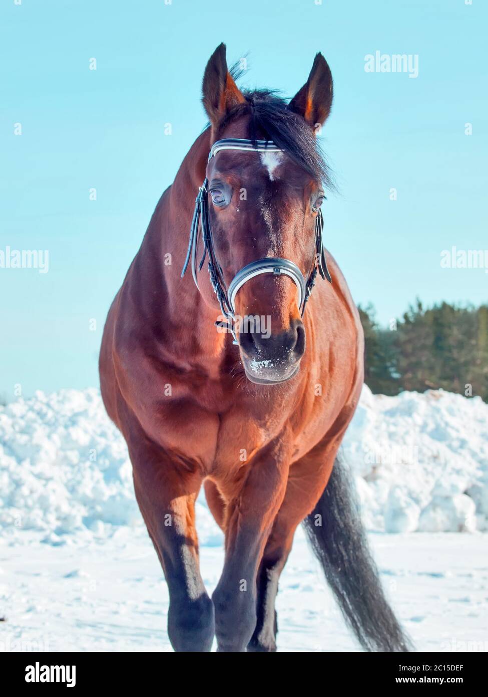 Winter-Porträt der Bucht Pferd Stockfoto