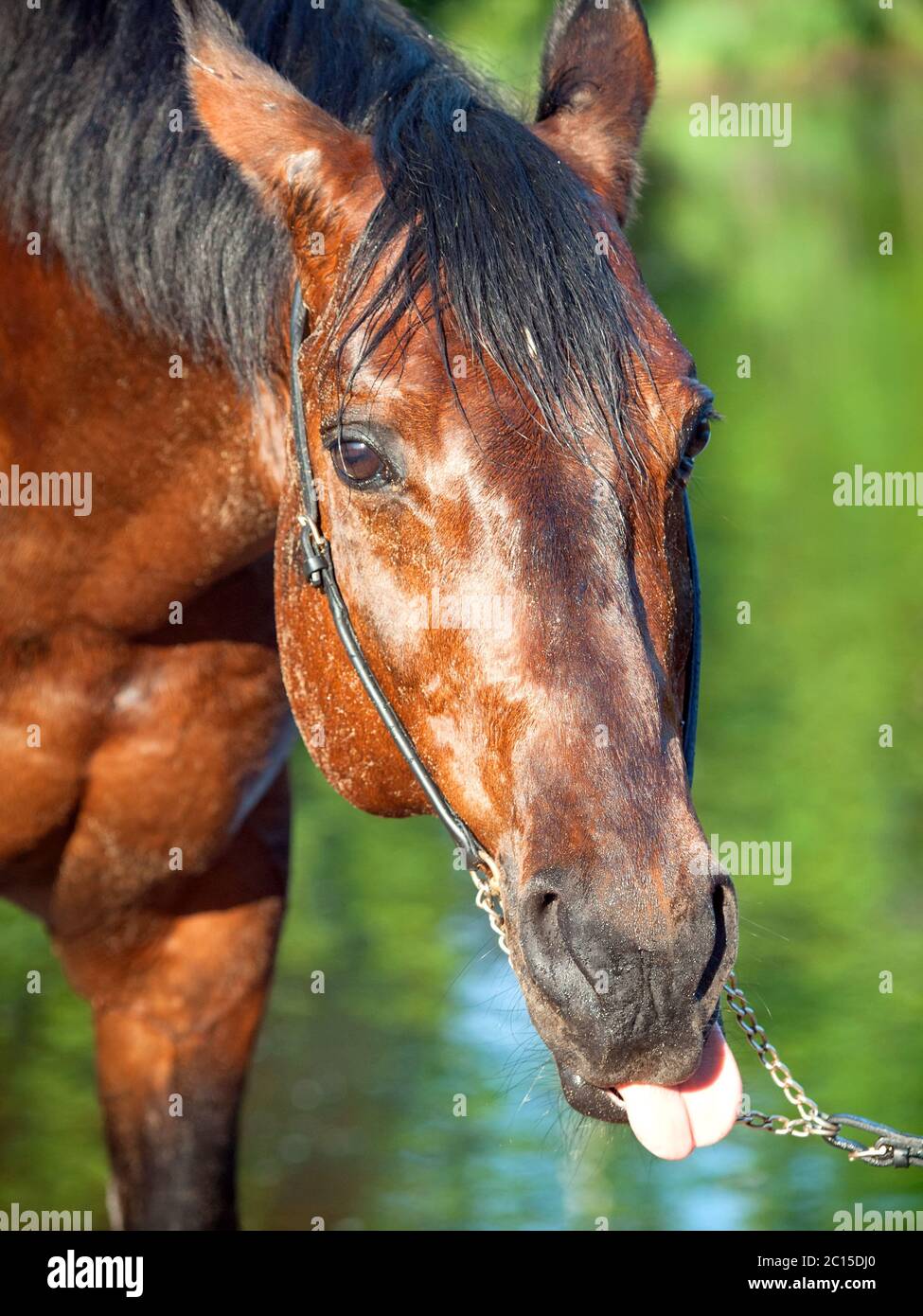 Lustige Porträt von schönen Pferd Stockfoto