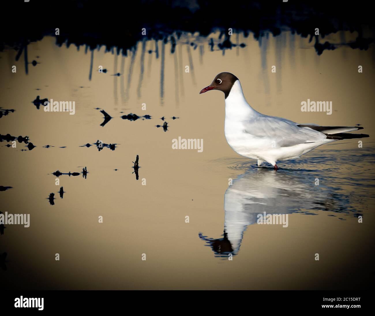 Schwarze Möwe, die sich in einem See spiegelt Stockfoto