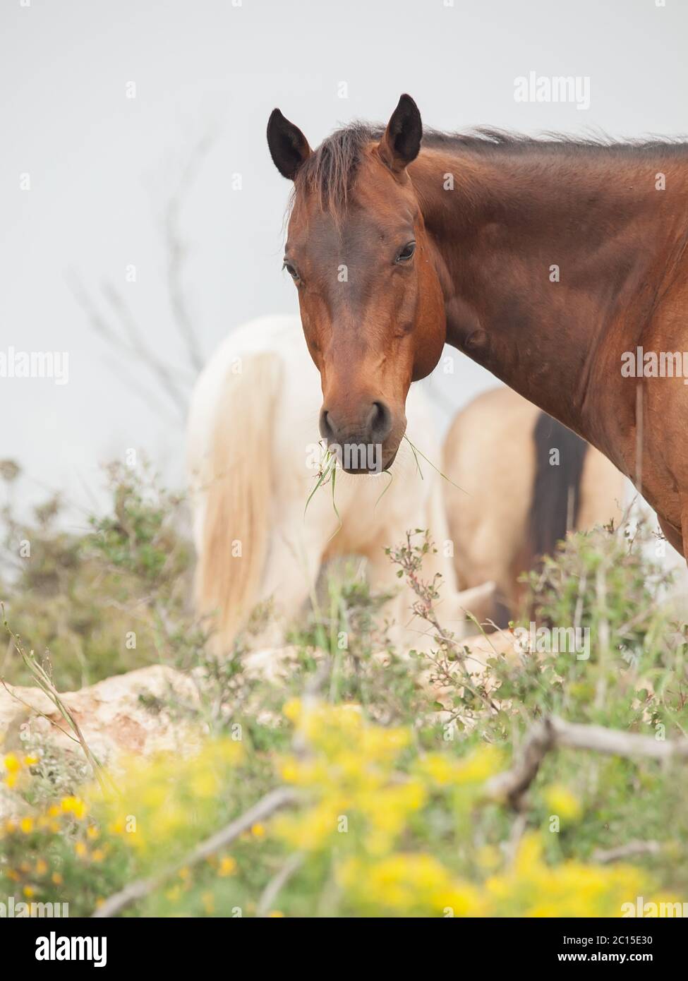 Porträt von halbwilde Pferde. Freiheit, Israel Stockfoto
