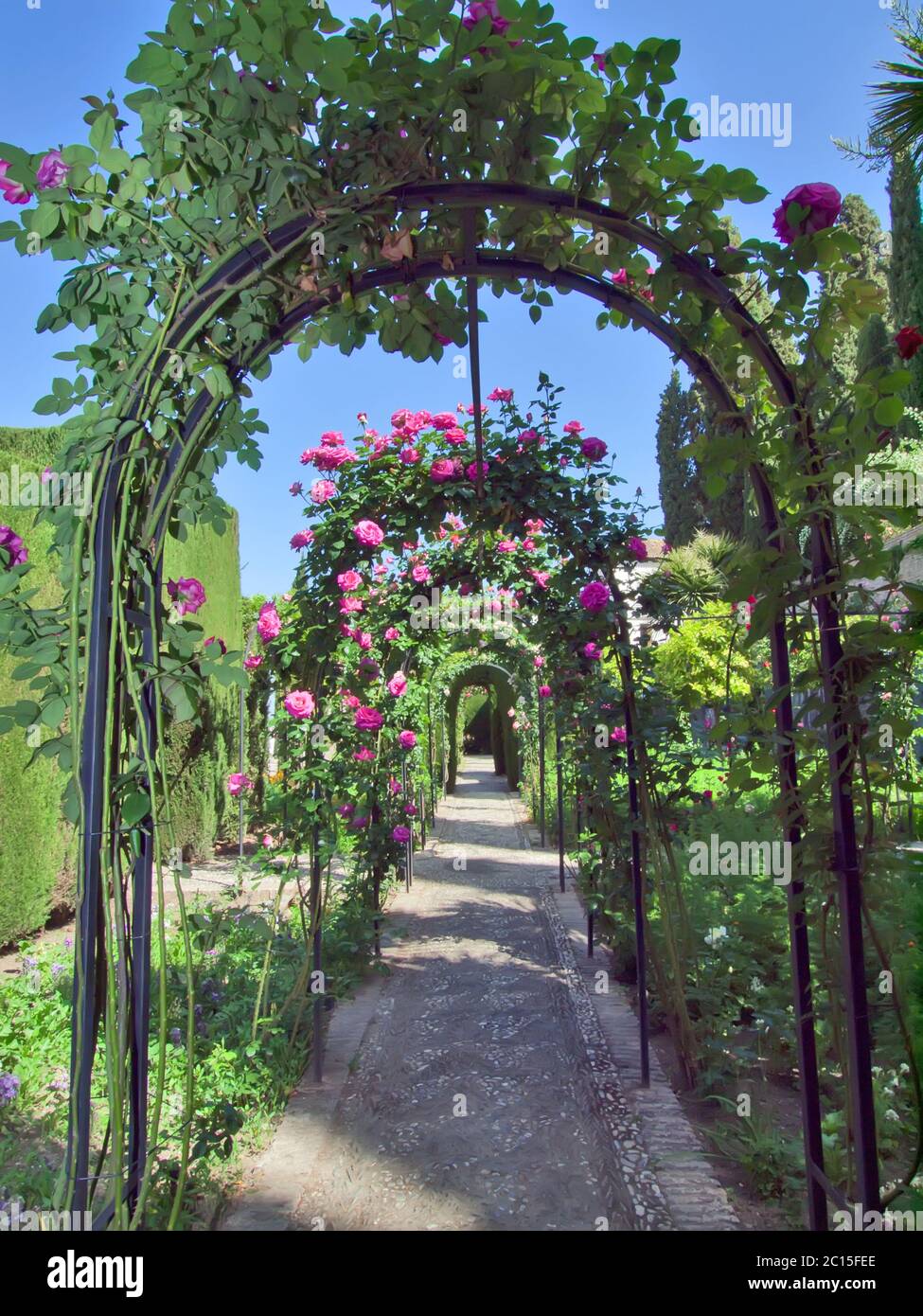 Torbogen aus Rosen in den Gärten der Alhambra-Palast, Granada, Spanien. Stockfoto