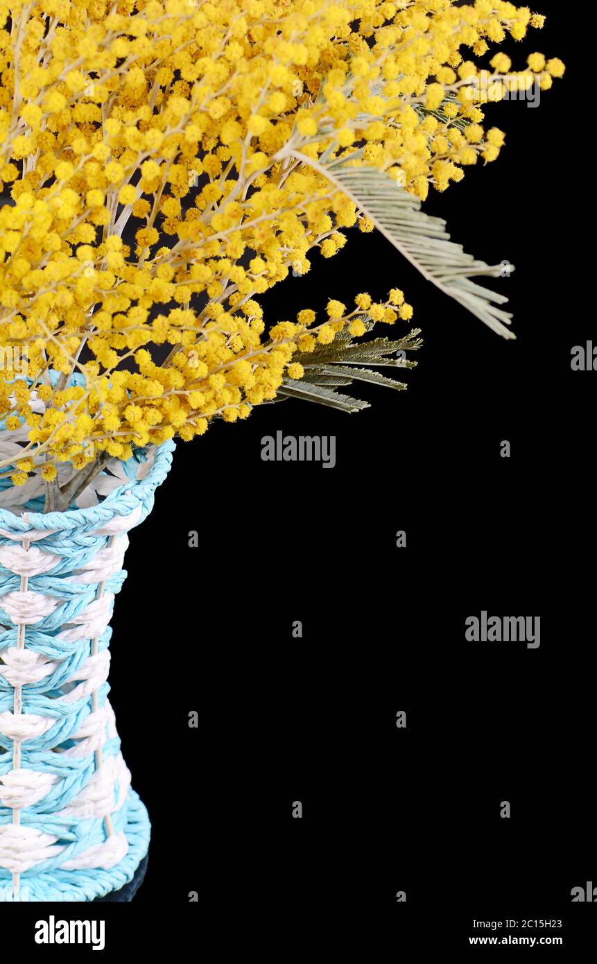 Gelbe Mimose auf schwarzem Hintergrund Stockfoto