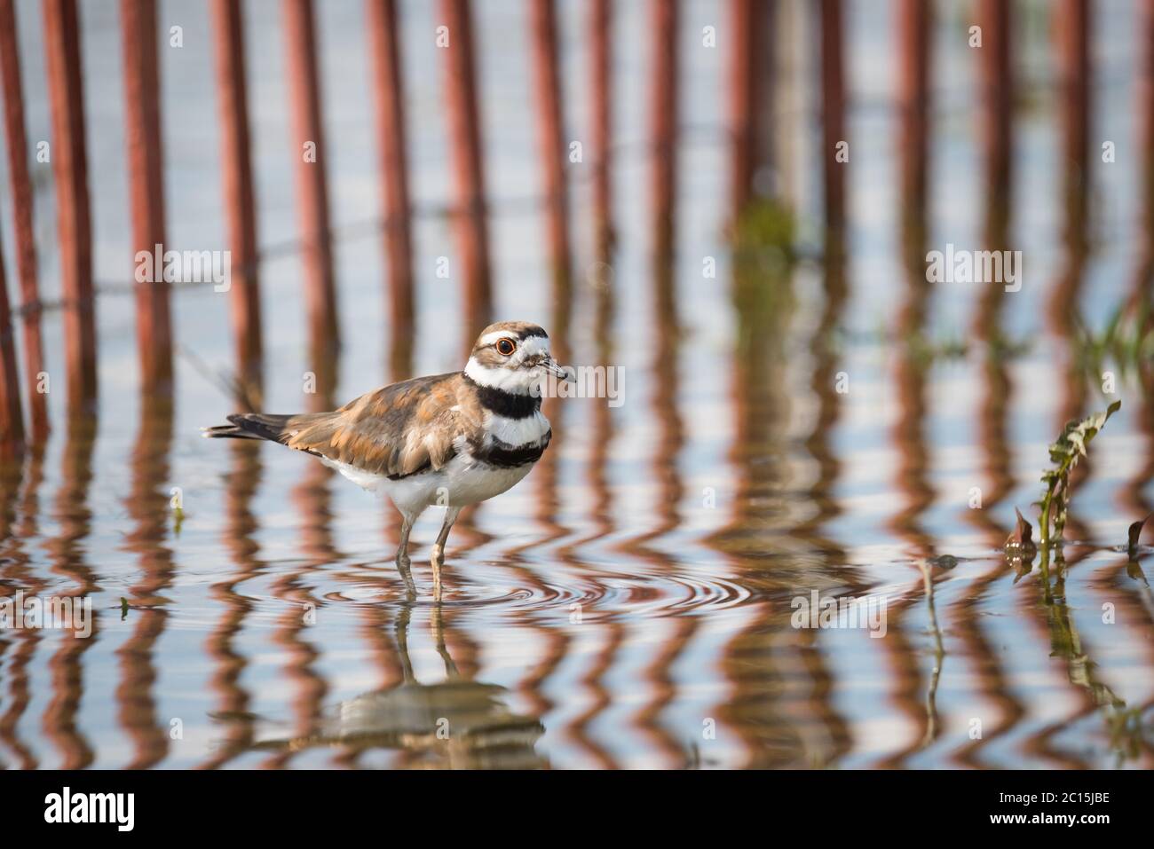 Ein Killdeer hält in seichtem Wasser vor einem Zaun, der die Erosion in der Nähe eines überfluteten Abschnitts am Woodbine Beach in Toronto, Ontario, reduzieren soll. Stockfoto