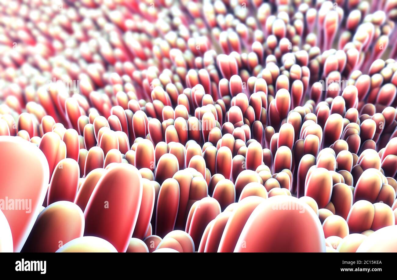 3d-Abbildung der mikroskopischen Nahaufnahme des Darmes Zotte Stockfoto