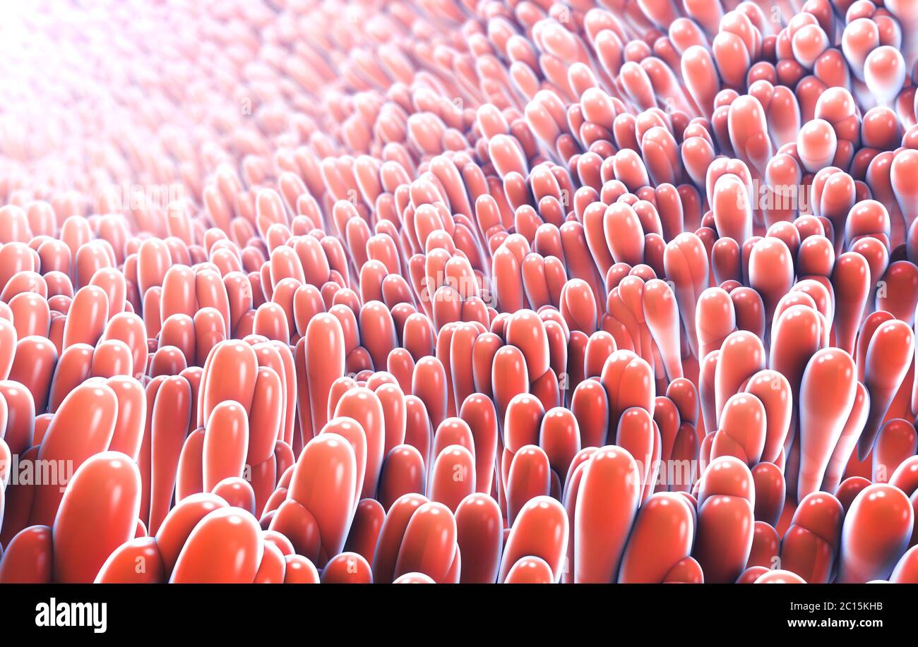 3d-Abbildung der mikroskopischen Nahaufnahme des Darmes Zotte Stockfoto