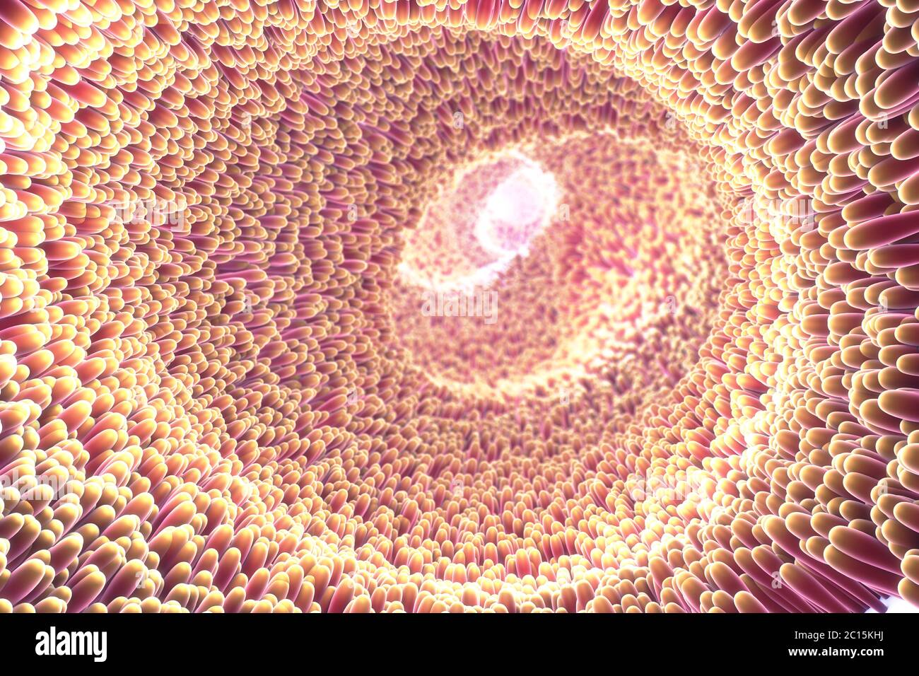 3d-Abbildung der mikroskopischen Nahaufnahme des Darmes Zotte Stockfoto
