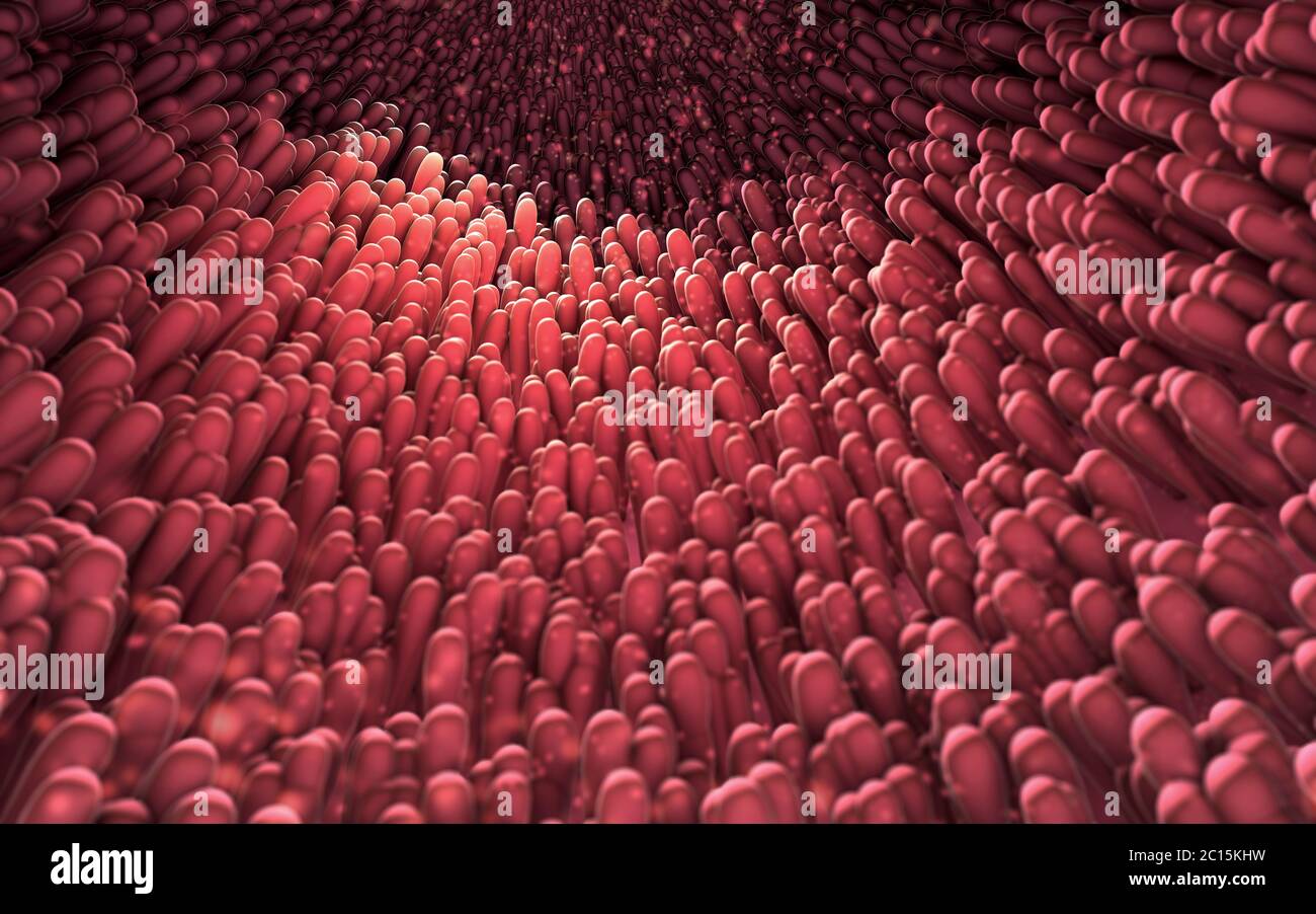 3d-Abbildung der mikroskopischen Nahaufnahme des Darmes Zotte Stockfoto
