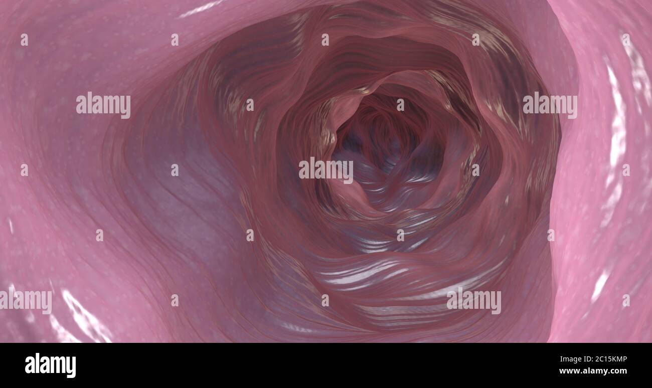 3D-Darstellung der inneren Seite des Doppelpunktes oder Magen-Darm-Trakt Stockfoto