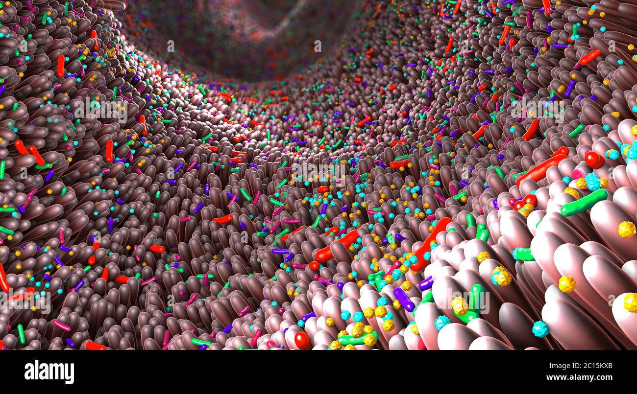 Verschiedene Keime im menschlichen Darm genannt Mikrobiom - 3d-Illustration Stockfoto
